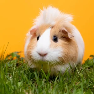 Cosmetiques cruelty free vegan sans tests sur les animaux